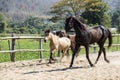 Three horses playing in stable in the afternoon Royalty Free Stock Photo