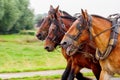 Three horses pulling a yoke and running fast Royalty Free Stock Photo