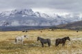 Three horses in Wyoming ranch pasture