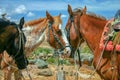 Three horses ready to be ridden