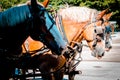 Three horses ready to pull a carriage on Mackinac Island Michigan Royalty Free Stock Photo