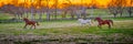 Three horses running in a field at sunset Royalty Free Stock Photo