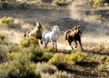 Three Horses Running Wild Royalty Free Stock Photo
