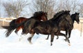 Three horses in the snow