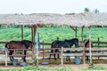 Three horses in a stable Royalty Free Stock Photo