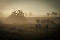 three horses standing in the morning fog on the meadow Royalty Free Stock Photo