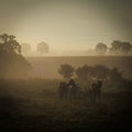 three horses standing in the morning fog on the meadow Royalty Free Stock Photo