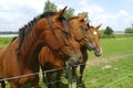 Three horses standing side by side