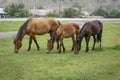Three horses synchronously grazing in a meadow Royalty Free Stock Photo