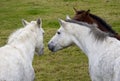 Three Horses talking together Royalty Free Stock Photo