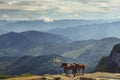 Three horses on top of a mountain