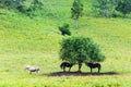 Horses in the meadow. Gorny Altai, Siberia, Russia