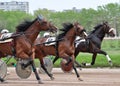 Three horses trotter breed in motion summer