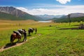 Three horses, two mens and mountains. Royalty Free Stock Photo