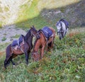 Three horses under saddles graze at stop on mountain route