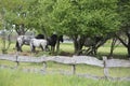 Three horses under trees