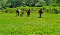 Three horses in a valley with low vegetation, Royalty Free Stock Photo