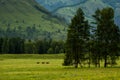 Three horses walk across a field in the Altai mountains