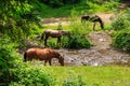 Three horses watering on a forest creek. horizontal Royalty Free Stock Photo