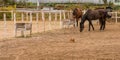 Three horses wearing bridles and a small Chihuahua Royalty Free Stock Photo