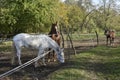 Three horses in a fenced pasture Royalty Free Stock Photo