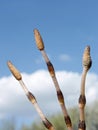 Three horsetail shoots against the sky Royalty Free Stock Photo