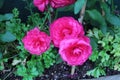 Three Hot Pink Ranunculus Flwoers Growing in a Garden Royalty Free Stock Photo