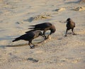 Three House Crows or Indian Black Crows - Corvus Splendens - Exploring Something in Sand