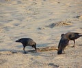 Three House Crows or Indian Black Crows - Corvus Splendens - Exploring Something on Sand Royalty Free Stock Photo