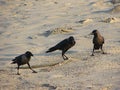 Three House Crows or Indian Black Crows - Corvus Splendens - Standing on Sand Royalty Free Stock Photo