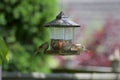 Three house finches on a feeder
