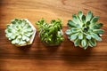 Three house plants in flower pots on wooden table background, close-up