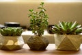 Three house plants in flower pots on wooden table background, close-up