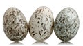 Three House Sparrow eggs, Passer domesticus Royalty Free Stock Photo