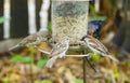 Three House Sparrows feeding on seeds