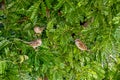 Three House sparrows perched in a tree in Hawaii