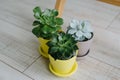 Three houseplant yellow and gray pots. Succulents of colored pots Royalty Free Stock Photo