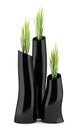 Three houseplants in black vases isolated on white