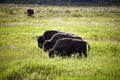 Three huge bisons buffalos bulls standing on a meadow wildlife