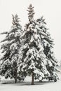 Three huge fir trees, with thick branches with needles and cones, are covered with snow.