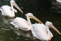 Three huge Great white pelicans or pink pelicans swimming in the lake in row, the bird is listed in the red book, close-up,