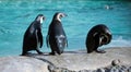Three Humboldt Penguin Royalty Free Stock Photo