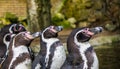 Three humboldt penguins standing together at the water shore, Threatened birds with vulnerable status Royalty Free Stock Photo