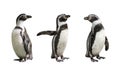 Three Humboldt penguins on white background Royalty Free Stock Photo