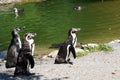 Three Humboldt\'s penguins, in Latin called spheniscus humboldti standing on lake shore. Royalty Free Stock Photo