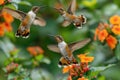 Three Hummingbirds Flying Around Vibrant Orange Flowers in a Beautiful Garden Setting