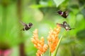 Three hummingbirds hovering next to orange flower,tropical forest, Ecuador, three birds sucking nectar from blossom