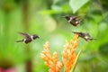 Three hummingbirds hovering next to orange flower,tropical forest, Ecuador, three birds sucking nectar from blossom