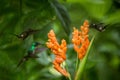 Three hummingbirds hovering next to orange flower,tropical forest, Ecuador, three birds sucking nectar