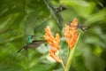 Three hummingbirds hovering next to orange flower,tropical forest, Ecuador, three birds sucking nectar
